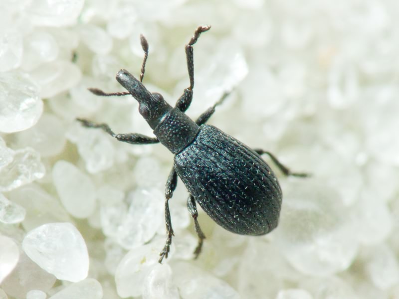 Perapion (Perapion) connexum (Schilsky, 1902)